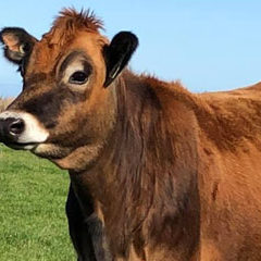 High hopes for this heifer