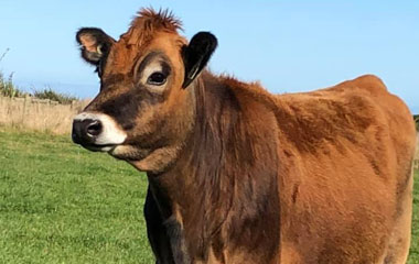 High hopes for this heifer