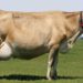 Cow families