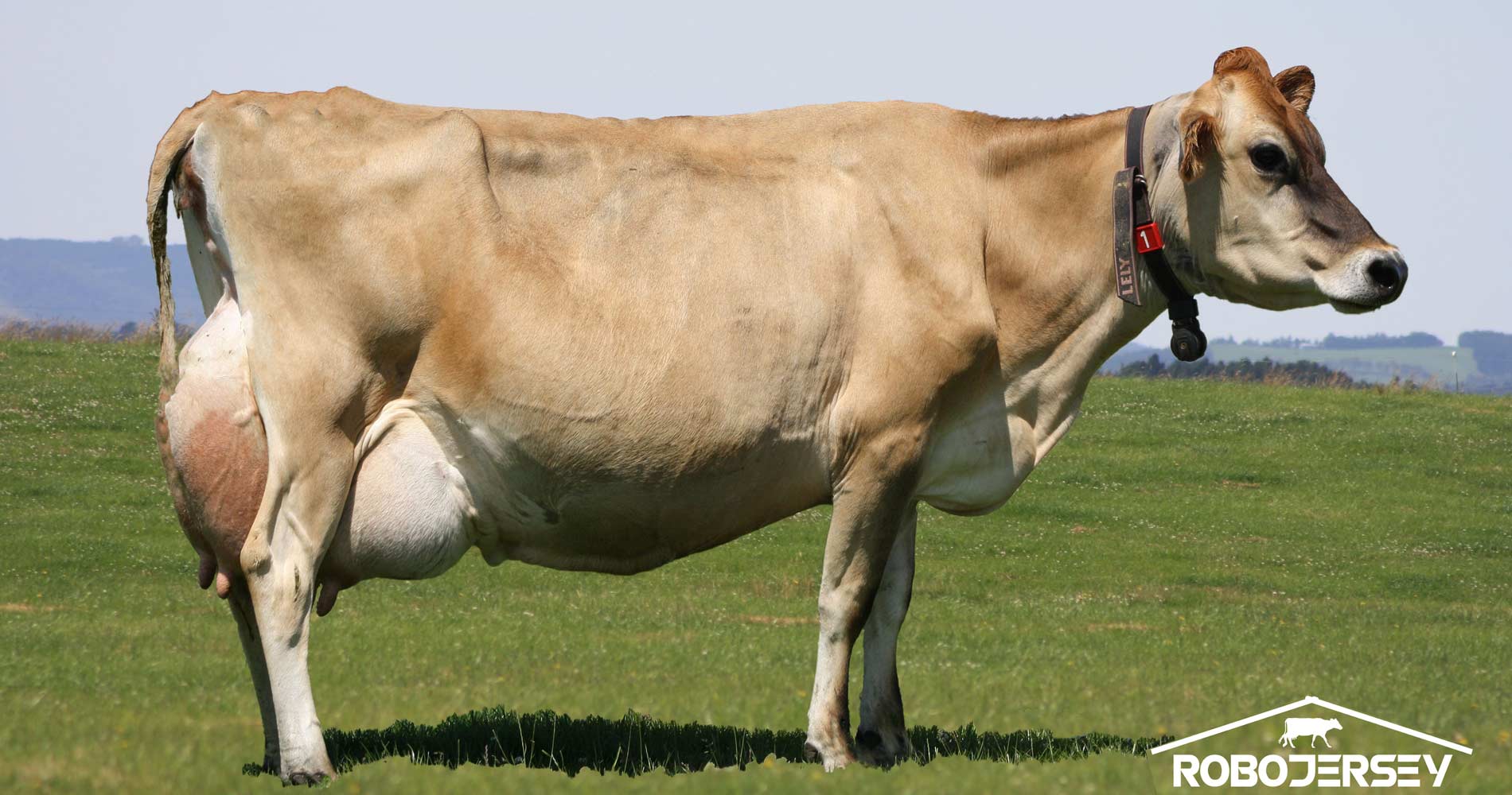 Cow families