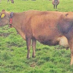 2019’s top producing purebred jersey