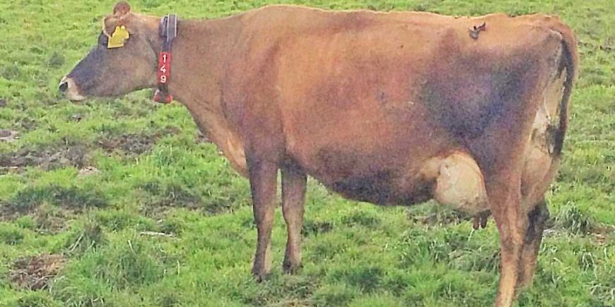 2019’s top producing purebred jersey