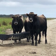 Mating finished for 2020