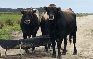 Mating finished for 2020