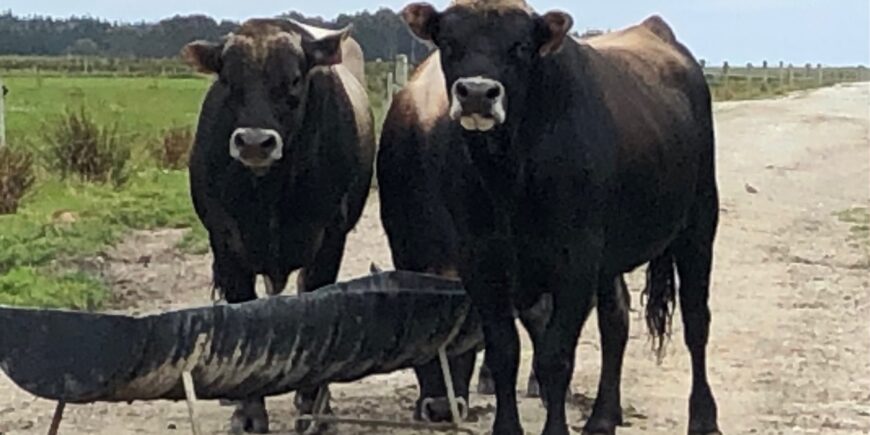 Mating finished for 2020